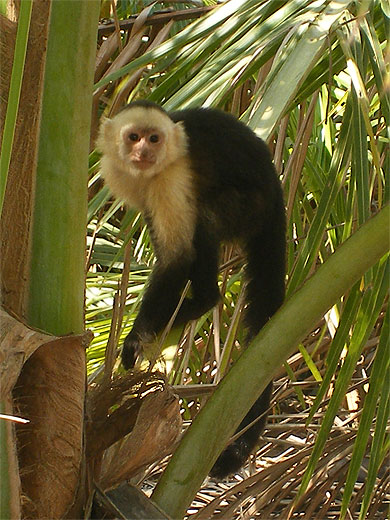 Singe Capucin 