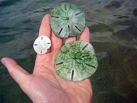 Coquillages "dollars"