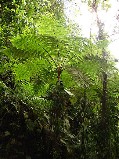 Foug�re arborescente