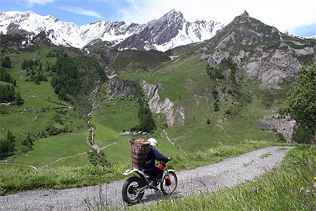 Centaure des alpes