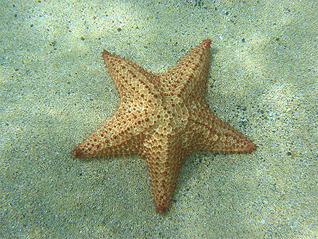 Etoile de mer