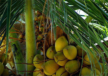 Coconuts
