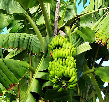 Bananas