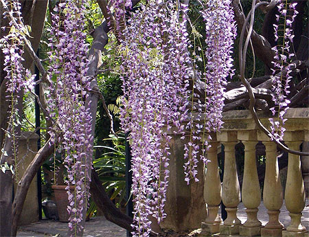 Glycine g�ante