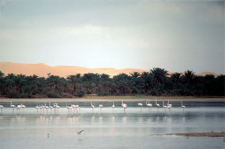 Oasis et flamands roses