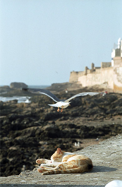 Essaouira paisible