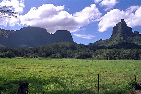 Dent d'opponuo
