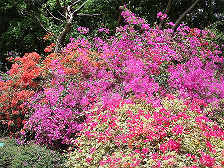 Bougainvilliers
