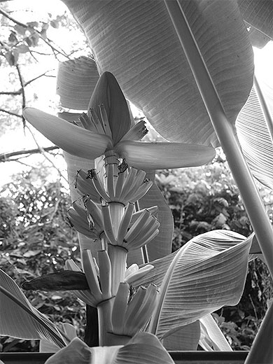 Fleur de banane