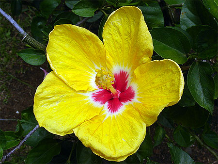 Hibiscus
