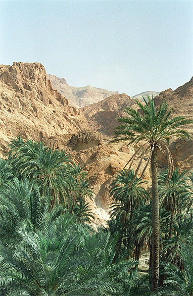 Oasis de Chebika
