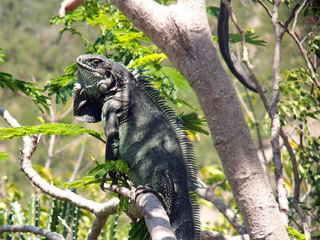 Iguane des Saintes