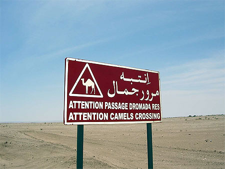 Attention !!!.... dromadaires !!