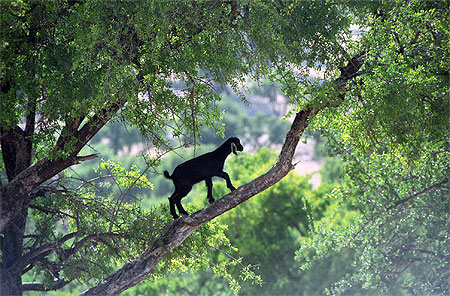 Le chevreau et l'arganier