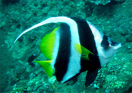 Poisson Ange