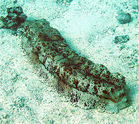 Concombre de Mer