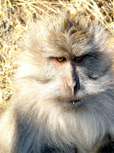 Tronche de singe