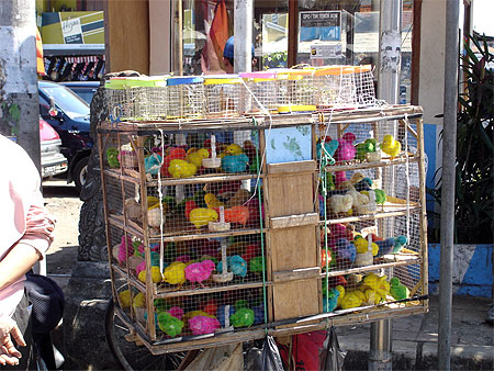 Poussins transg�niques??