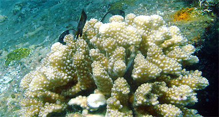 Corail et occupants
