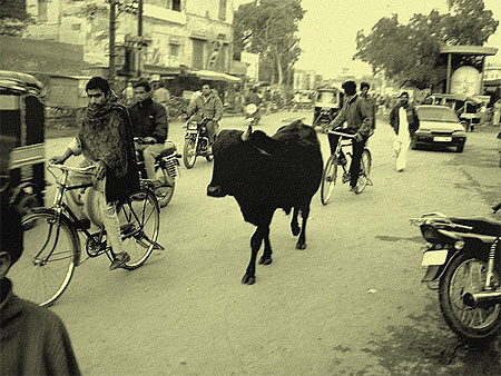 New Delhi et ses vaches sacr�es!