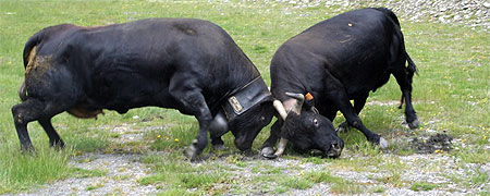Bataille de reines en vall�e d'Aoste