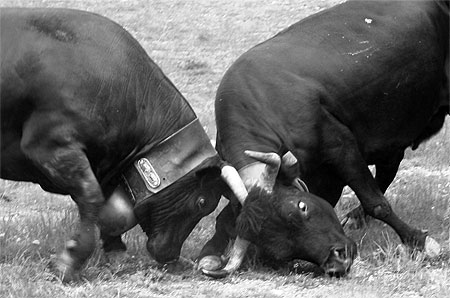 Bataille de reines en vall�e d'Aoste