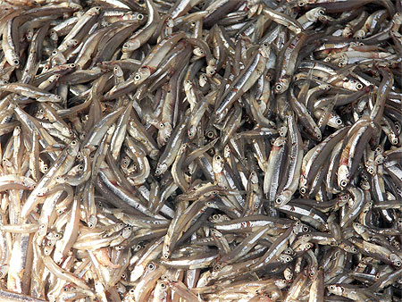 Poisson frais au march� de Hoi An