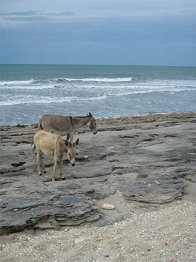 Couple d'�nes � la plage