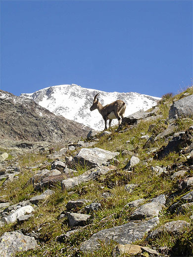 Chamois