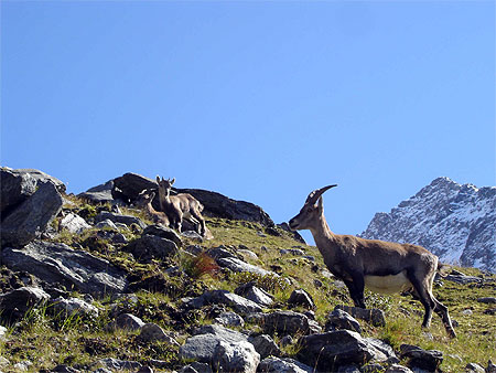B�b�s chamois !