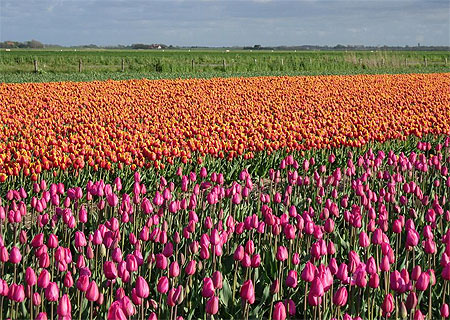 Tulipes � Texel