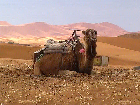 Le meilleur ami de l'homme au Maroc