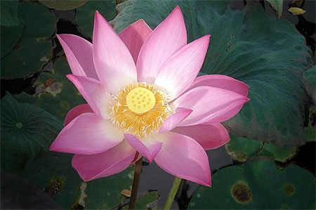 Lotus Garden