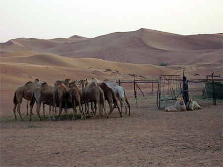 Chameaux dans le d�sert de Duba�