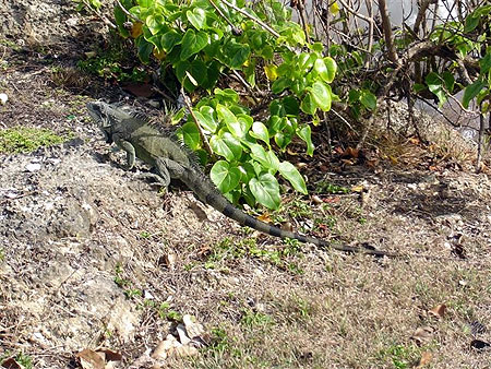 Iguane