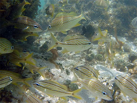 Poissons