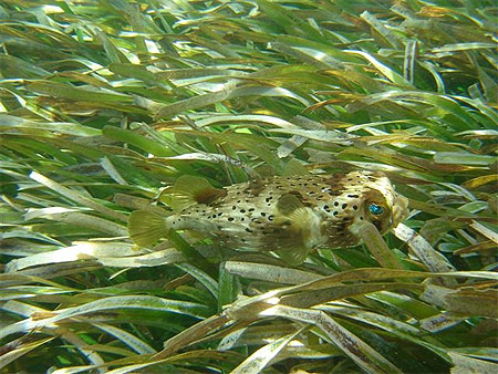 Poisson 