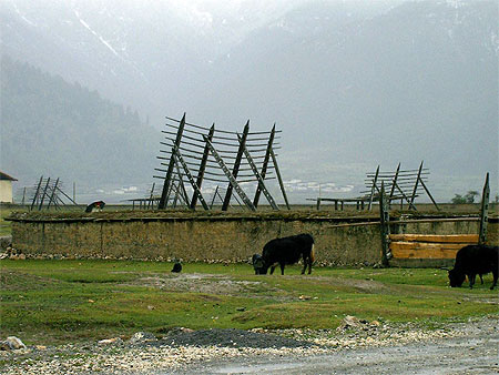 Yacks � Shangri-la