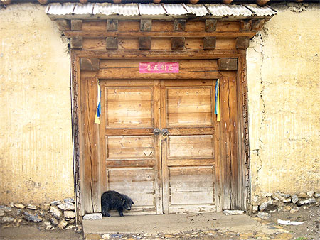 Petit cochon � Shangri-la