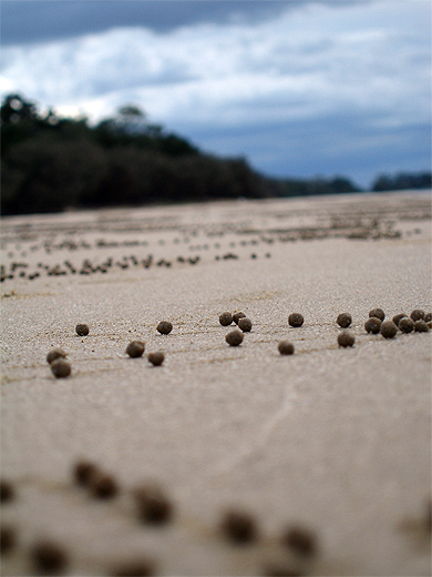 Sous la plage, les crabes