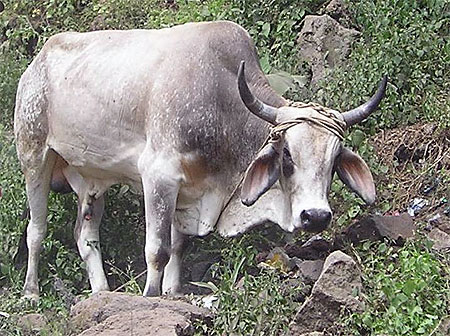 Boeuf du Guatemala