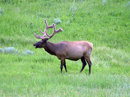 Caribou