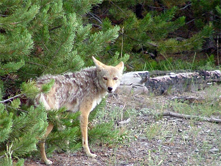 Coyotte