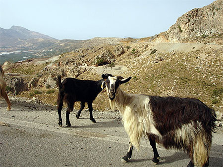 Ch�vres sur les routes de Lassithi