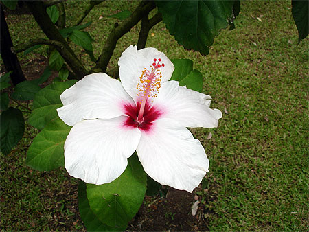 Hibiscus