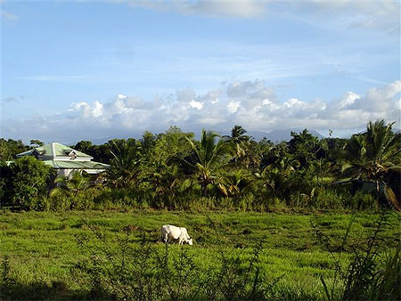 Paysage de basse terre � Duportail