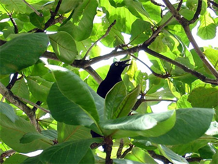 Oiseau de Guadeloupe