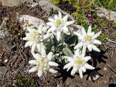 Edelweiss face � la Meije