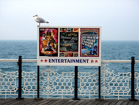 Mouette � Brighton