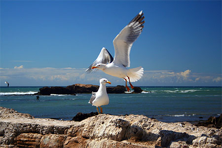 Essaouira